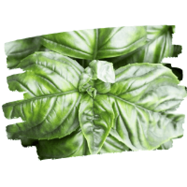 basil-icon